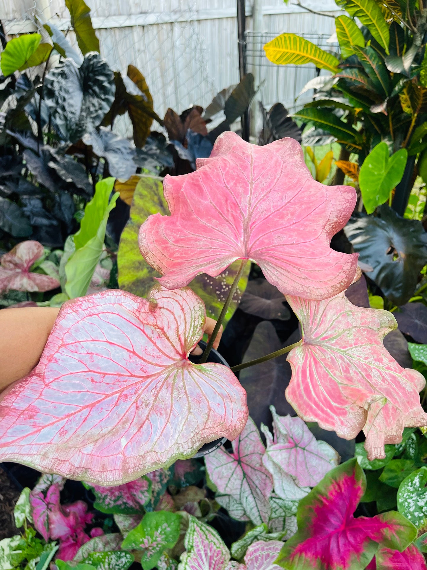 CALADIUM HYBRIDS~Big Esthablished plant 🩷
