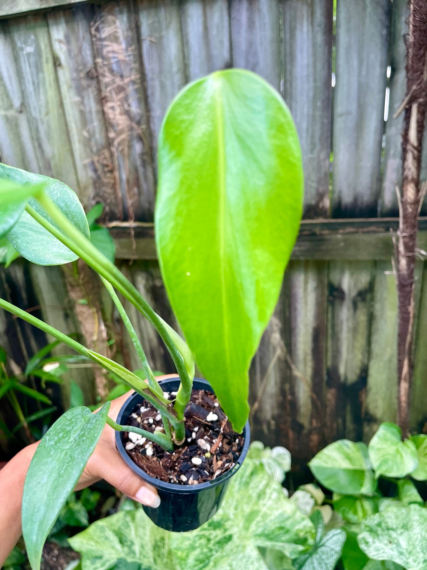 🪴Philodendron Burle Marx Flame 🪴