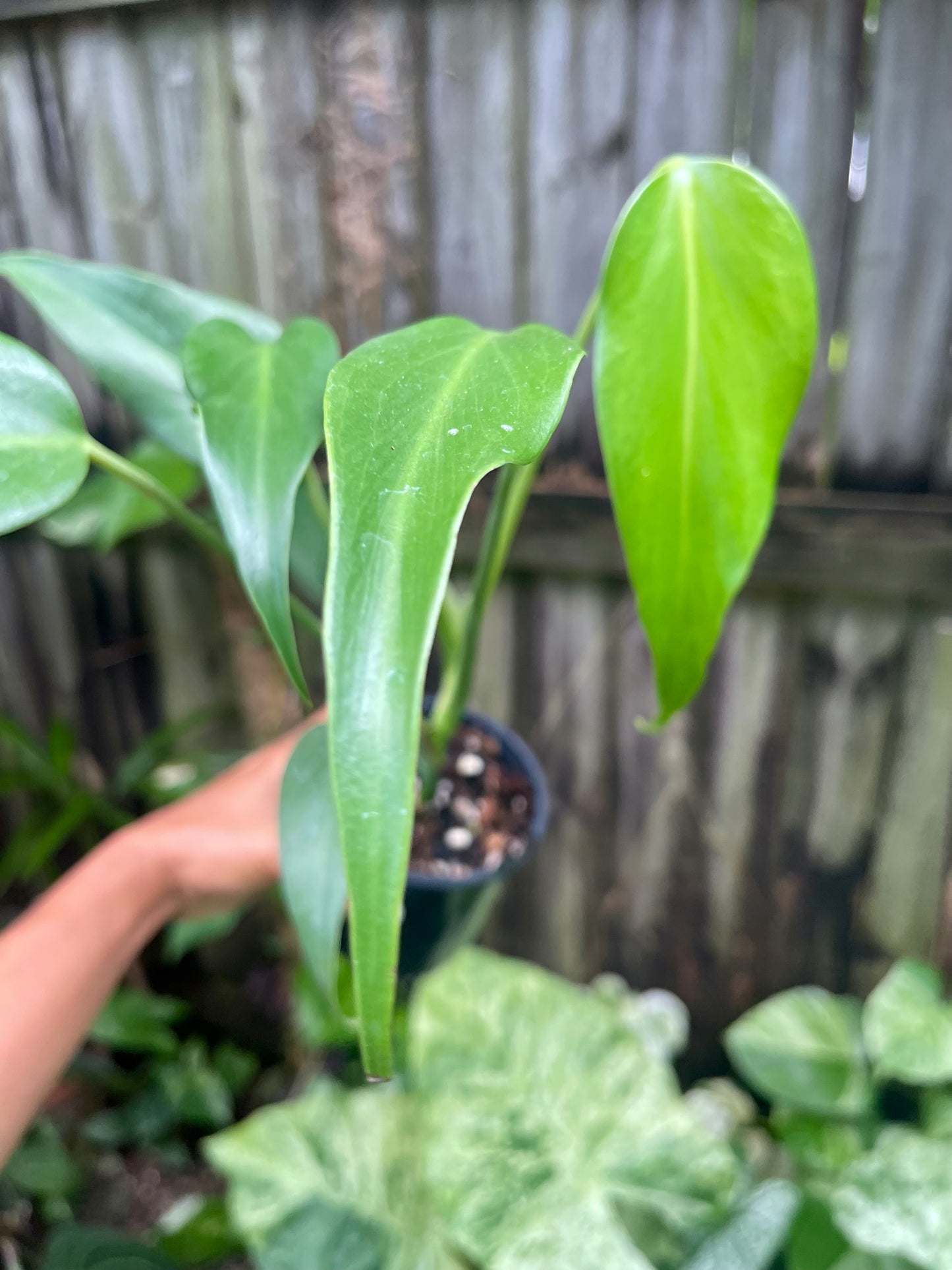 🪴Philodendron Burle Marx Flame 🪴