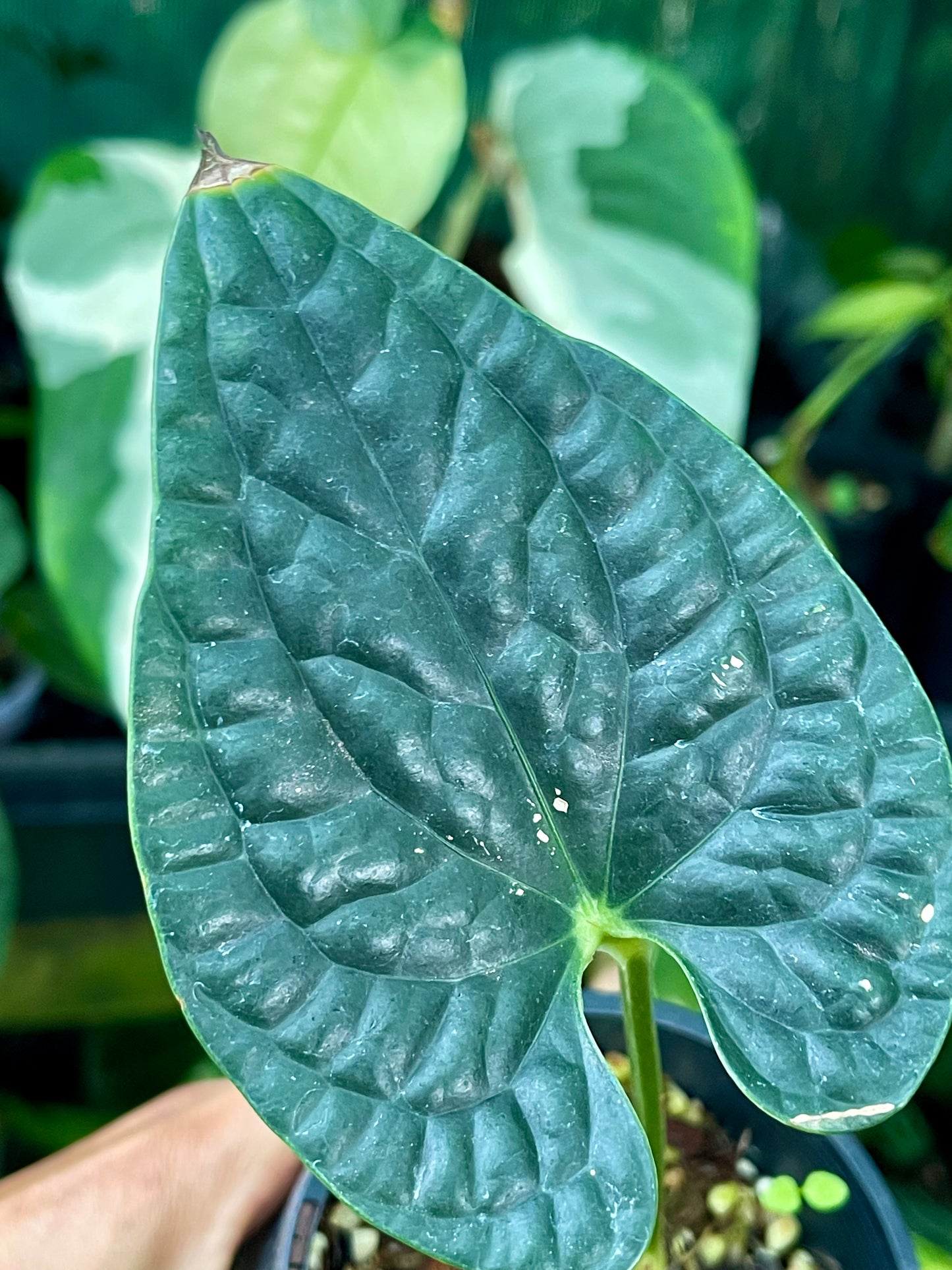 ANTHURIUM LUXURIAN 🪴