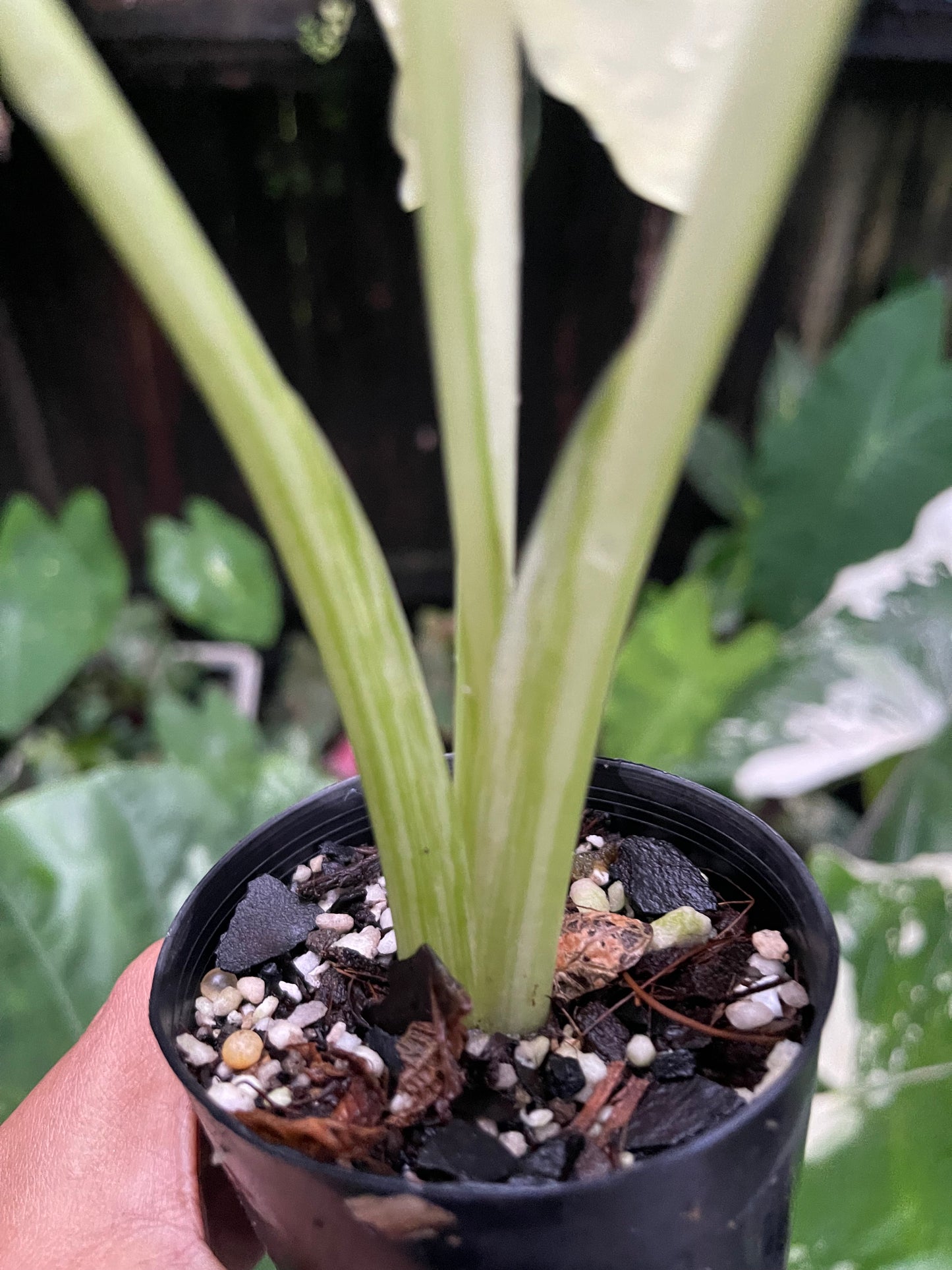 ALOCASIA MACCRORHIZA HIGHLY VARIEGATED~NON TC # plant 1