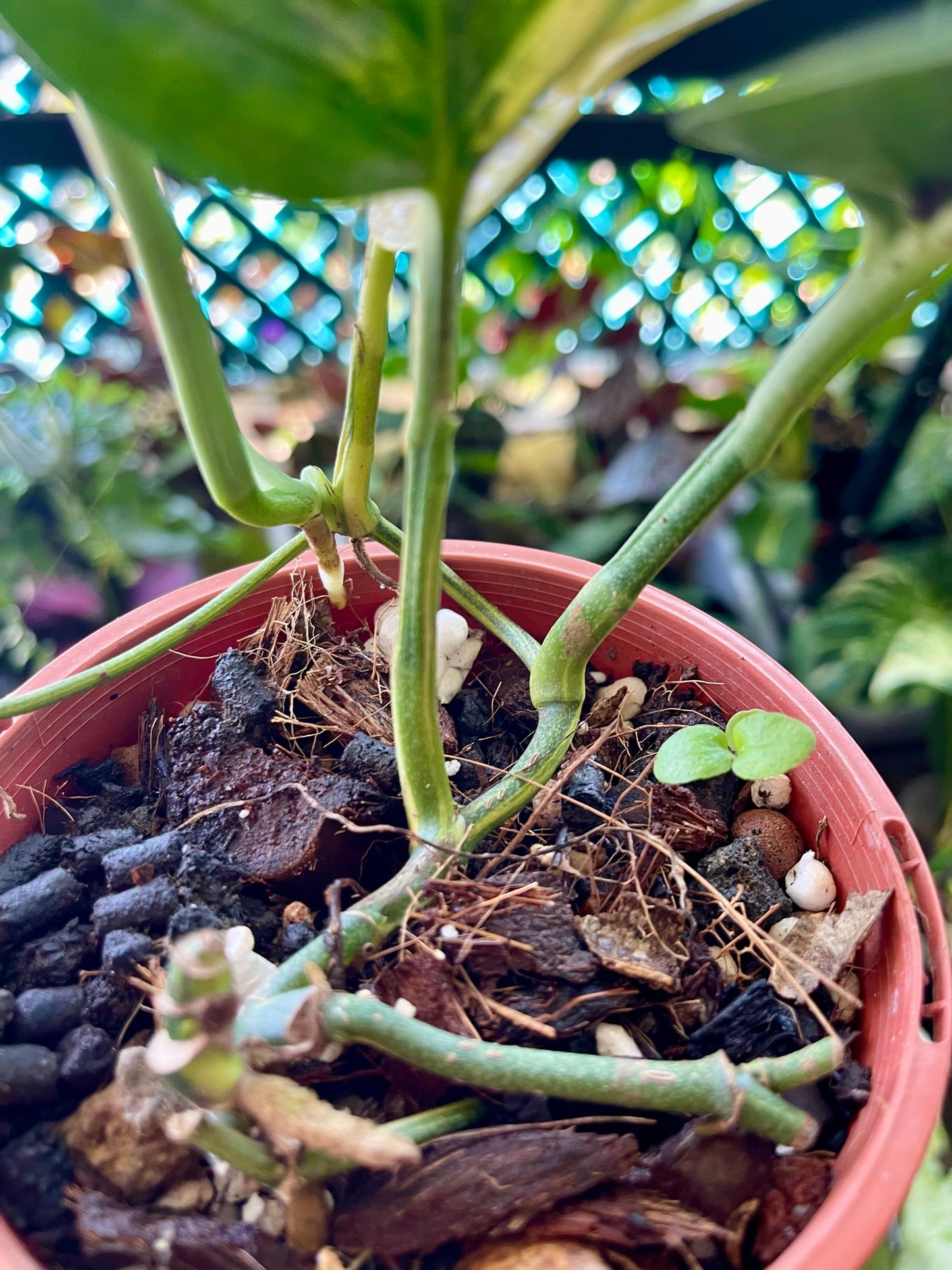 MONSTERA PERU VARIEGATED π