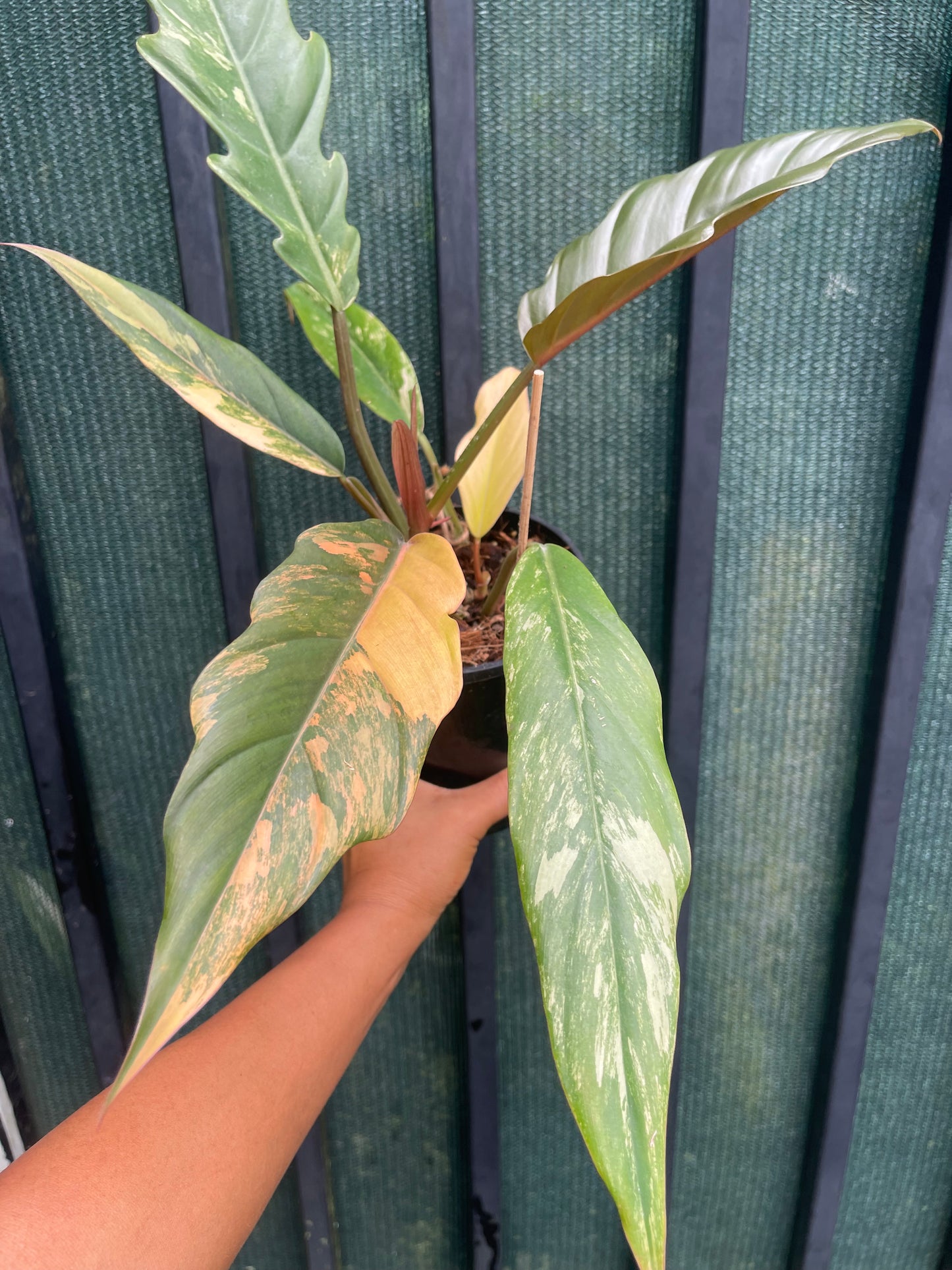 🦄PHILODENDRON CARAMEL MARBLE-DOUBLE HEADS 🦄