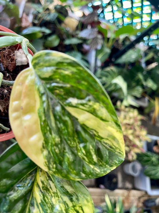 MONSTERA PERU VARIEGATED 🔅