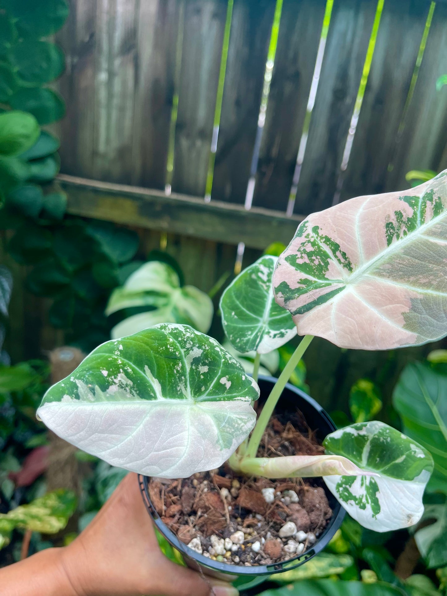 ALOCASIA BLACK VELVET PINK VARIEGATED 🦄