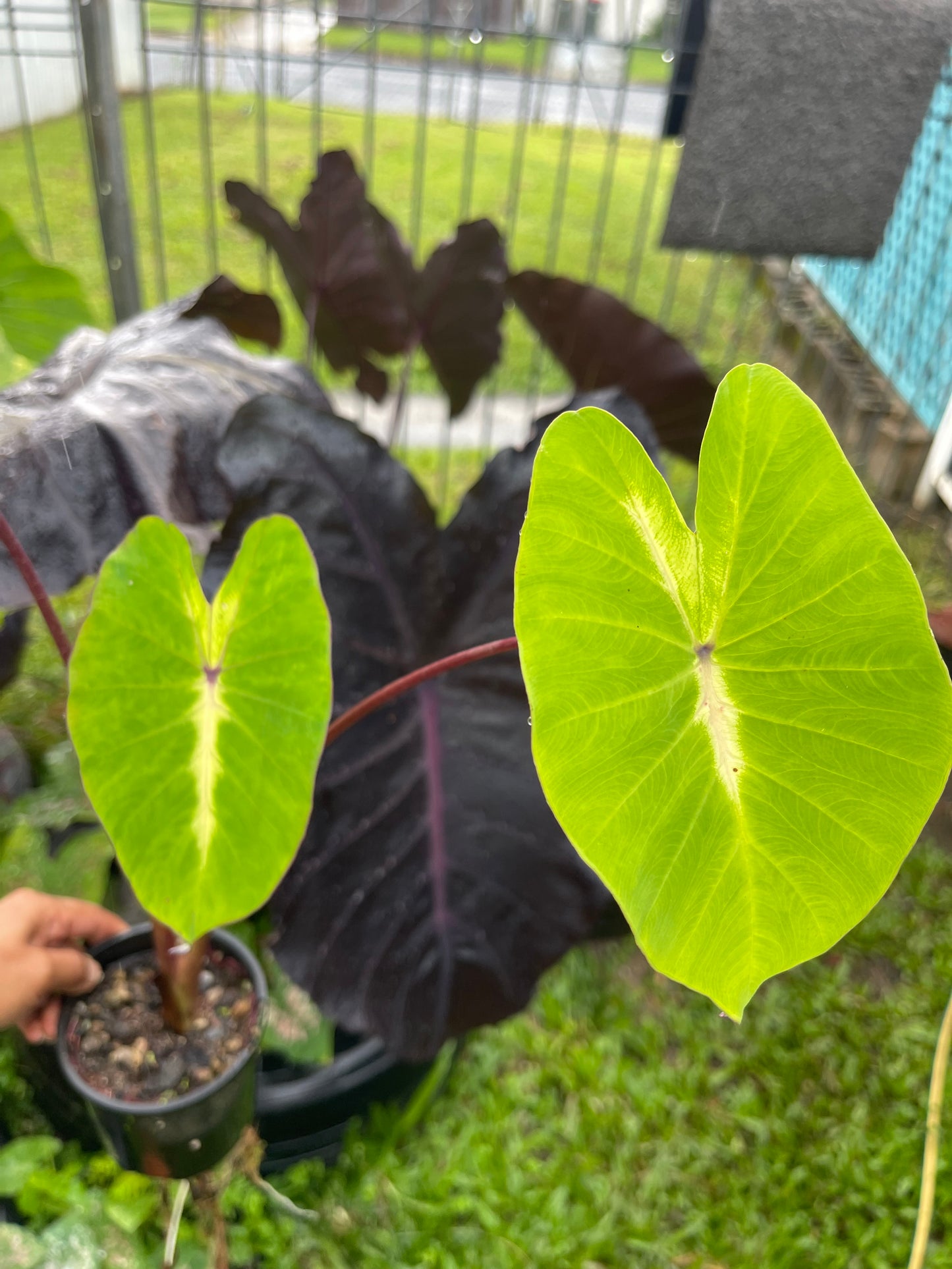 COLOCASIA QUEEN OF PHOENIX 🐦🔥