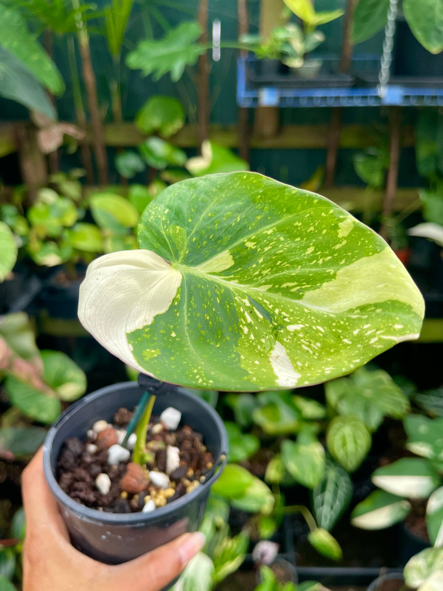 Philodendron variegated gloriosum 🦄