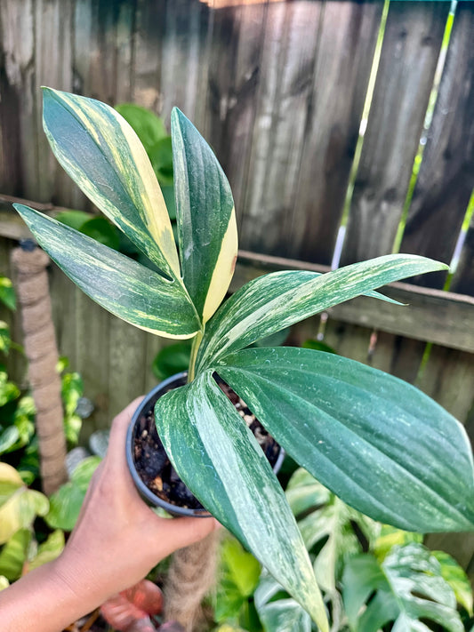 Rhaphidophora decursiva ‘Dragon's Tail’ Aurea Variegata