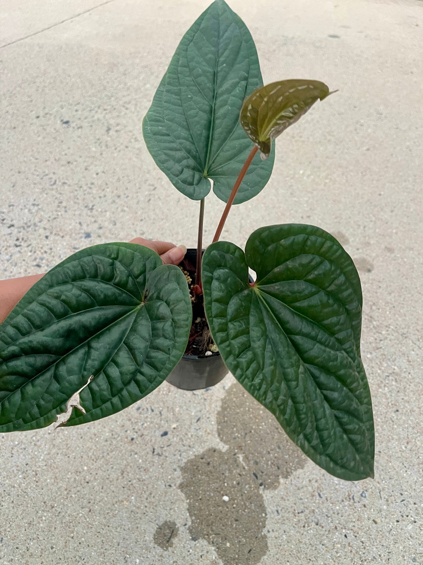 Anthurium Luxurian X Radicans- Big established plant 🪴