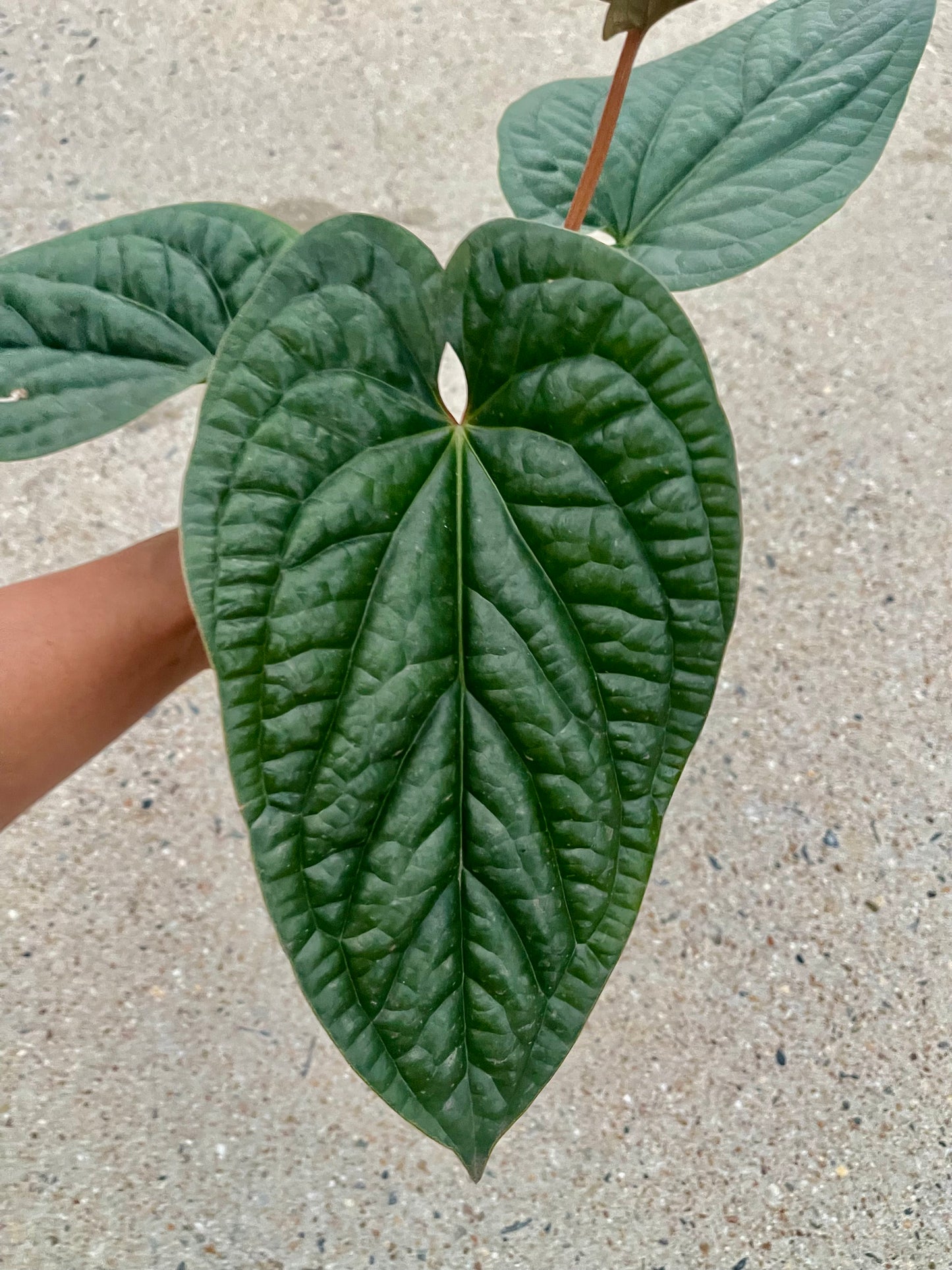 Anthurium Luxurian X Radicans- Big established plant 🪴