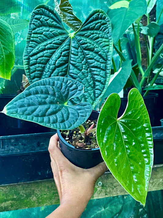 ANTHURIUM LUXURIAN 🪴