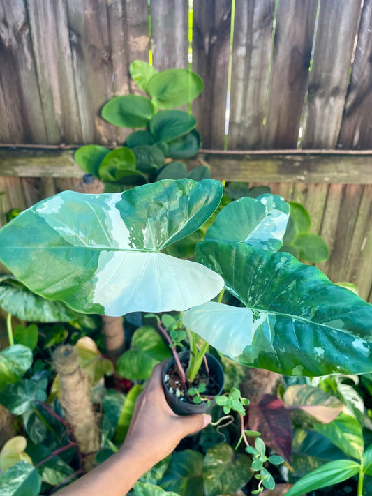 ALOCASIA MACCRORHIZA HIGHLY VARIEGATED~NON TC # plant 1