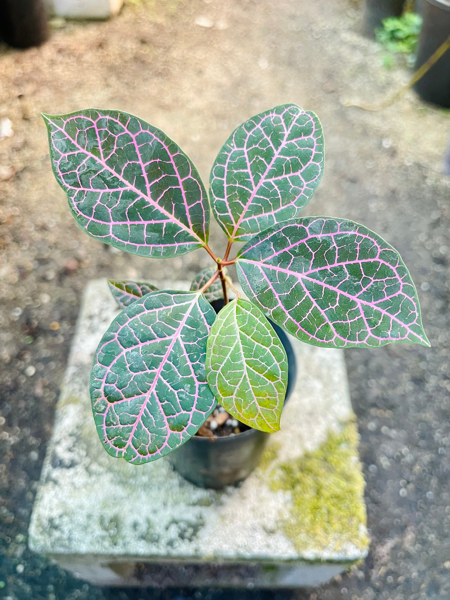 PRESTONIA QUINQUANGUANRIS 🌺