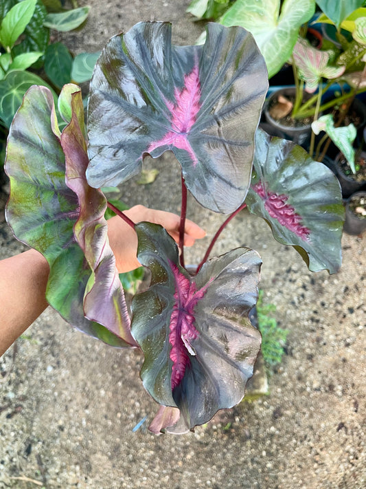 COLOCASIA HYBRID BLACK PINK