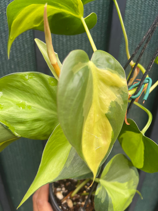 PHILODENDRON VARIEGATED BRAZIL 🇧🇷