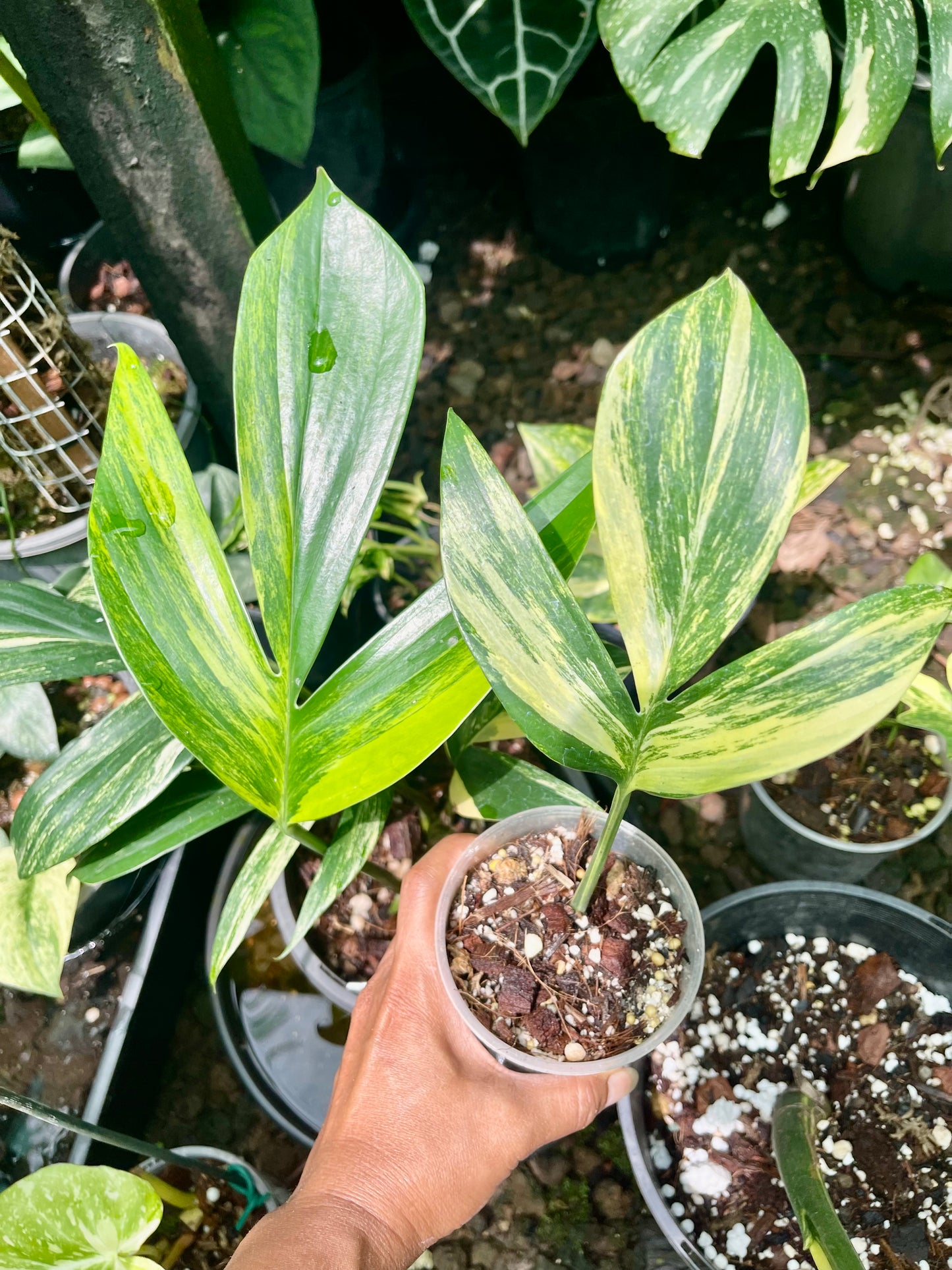 🦄Raphidophora Decursiva (Dragon's Tail) Aurea highly variegated 🦄