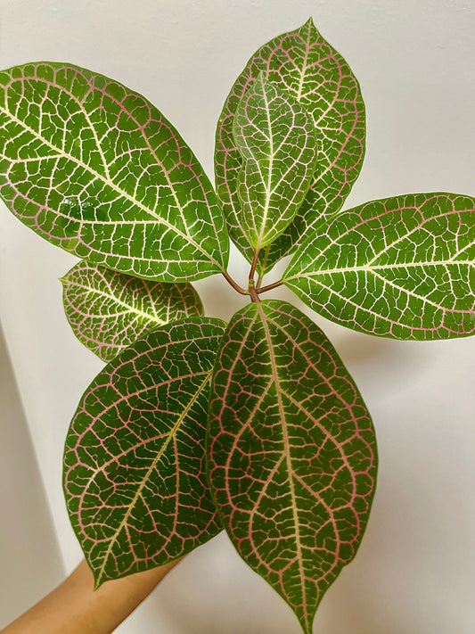 PRESTONIA QUINQUANGUANRIS 🌺