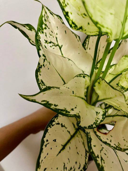 🪴Aglaonema Super white-Big established plant 🪴
