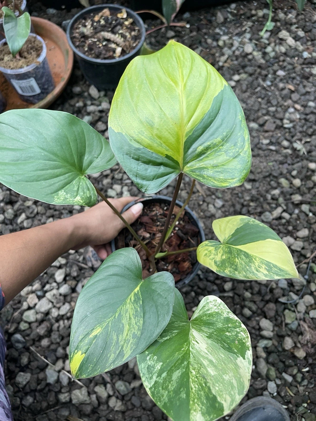 🦄Homalomena Aurea Highly variegated- Rare Aroid🦄