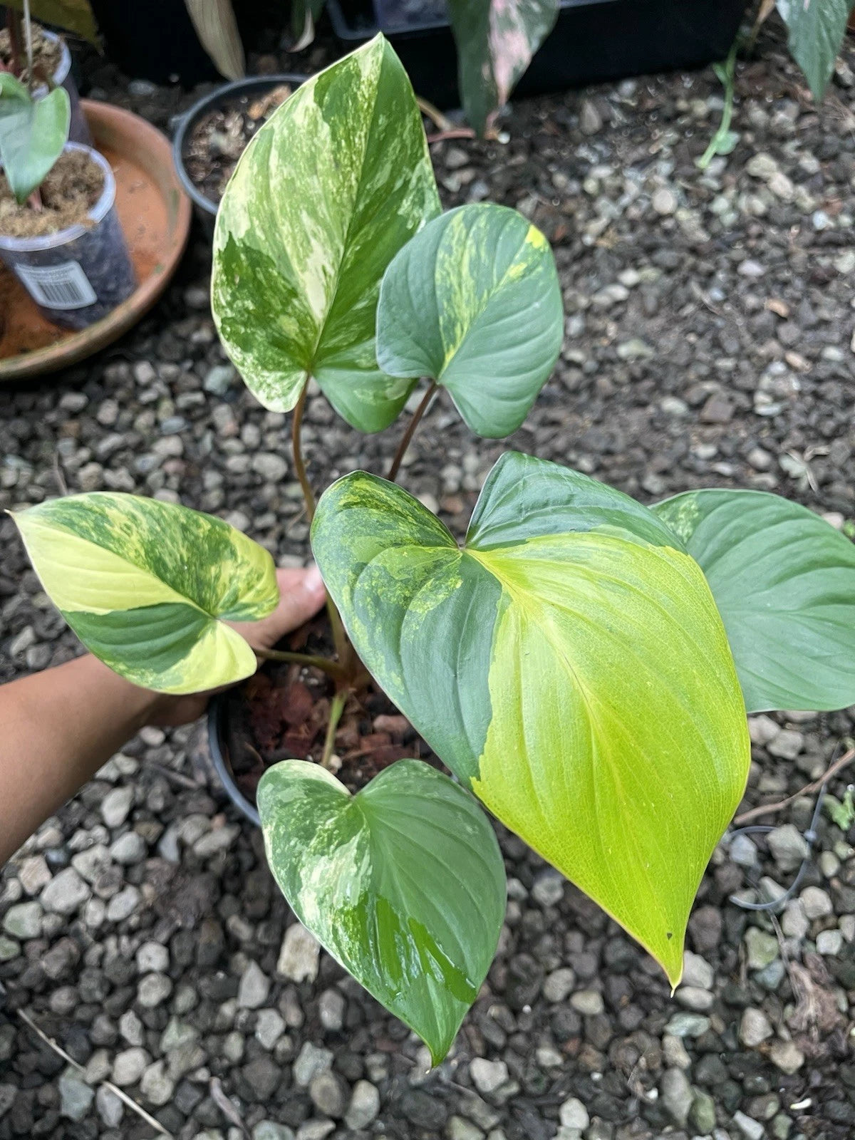 🦄Homalomena Aurea Highly variegated- Rare Aroid🦄