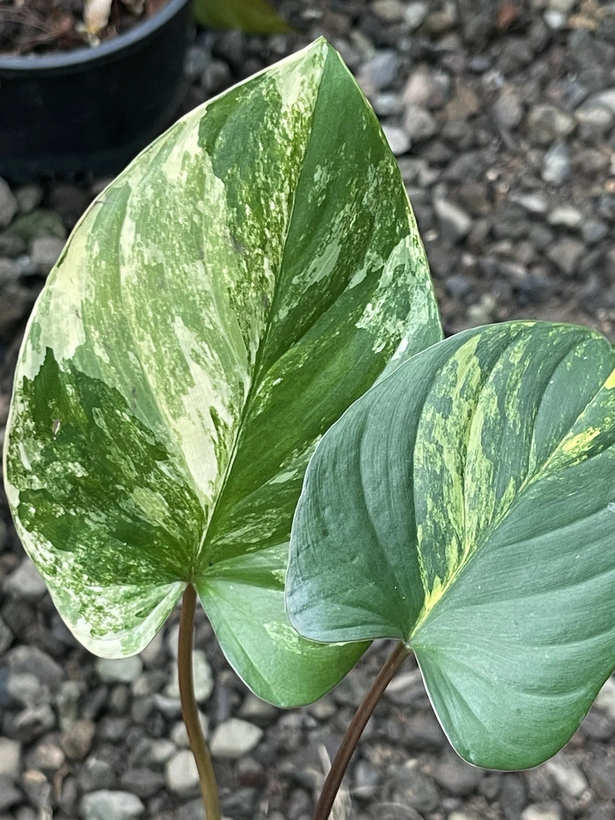 🦄Homalomena Aurea Highly variegated- Rare Aroid🦄