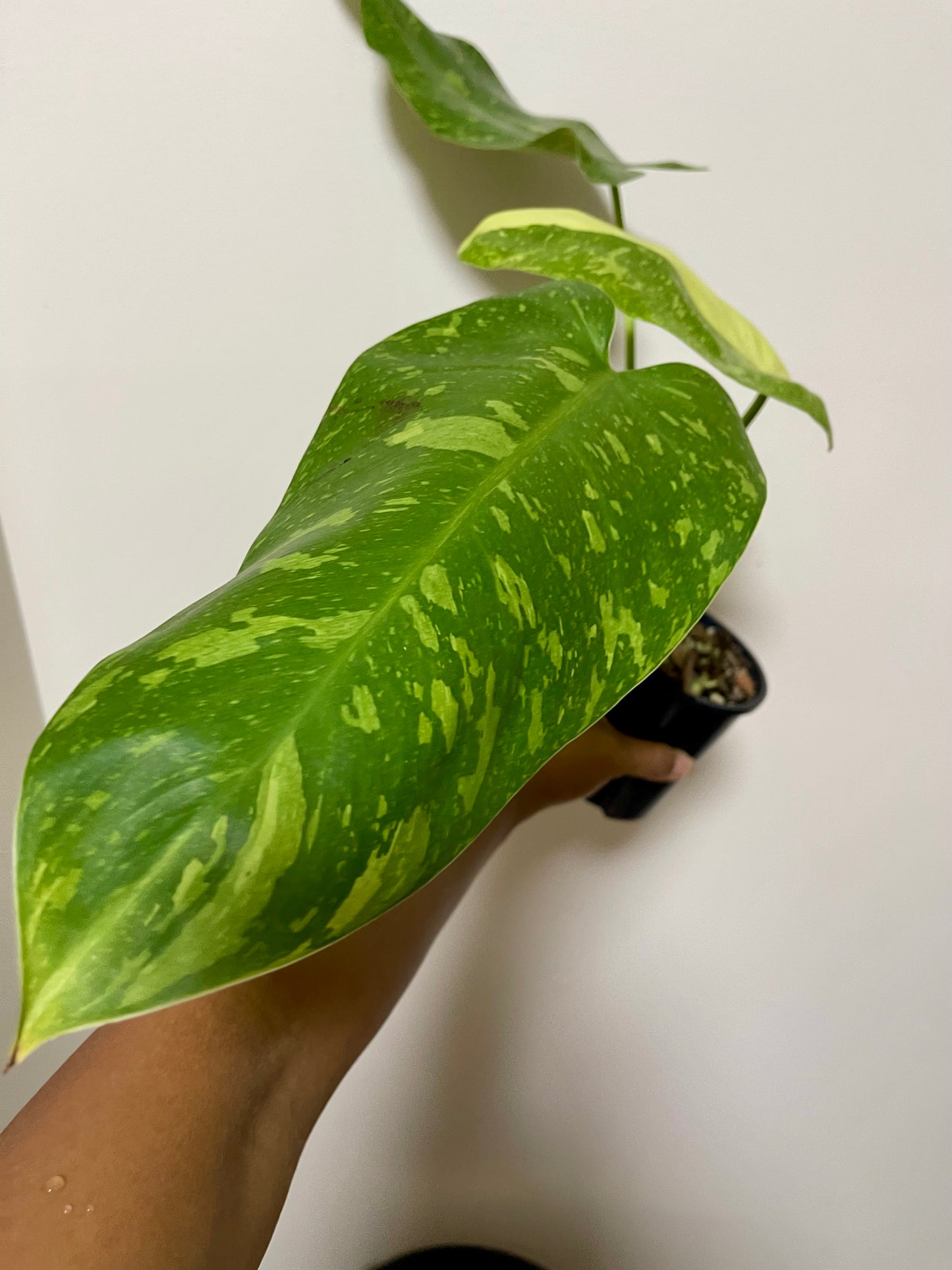 🪴Philodendron Jose Buono 🪴