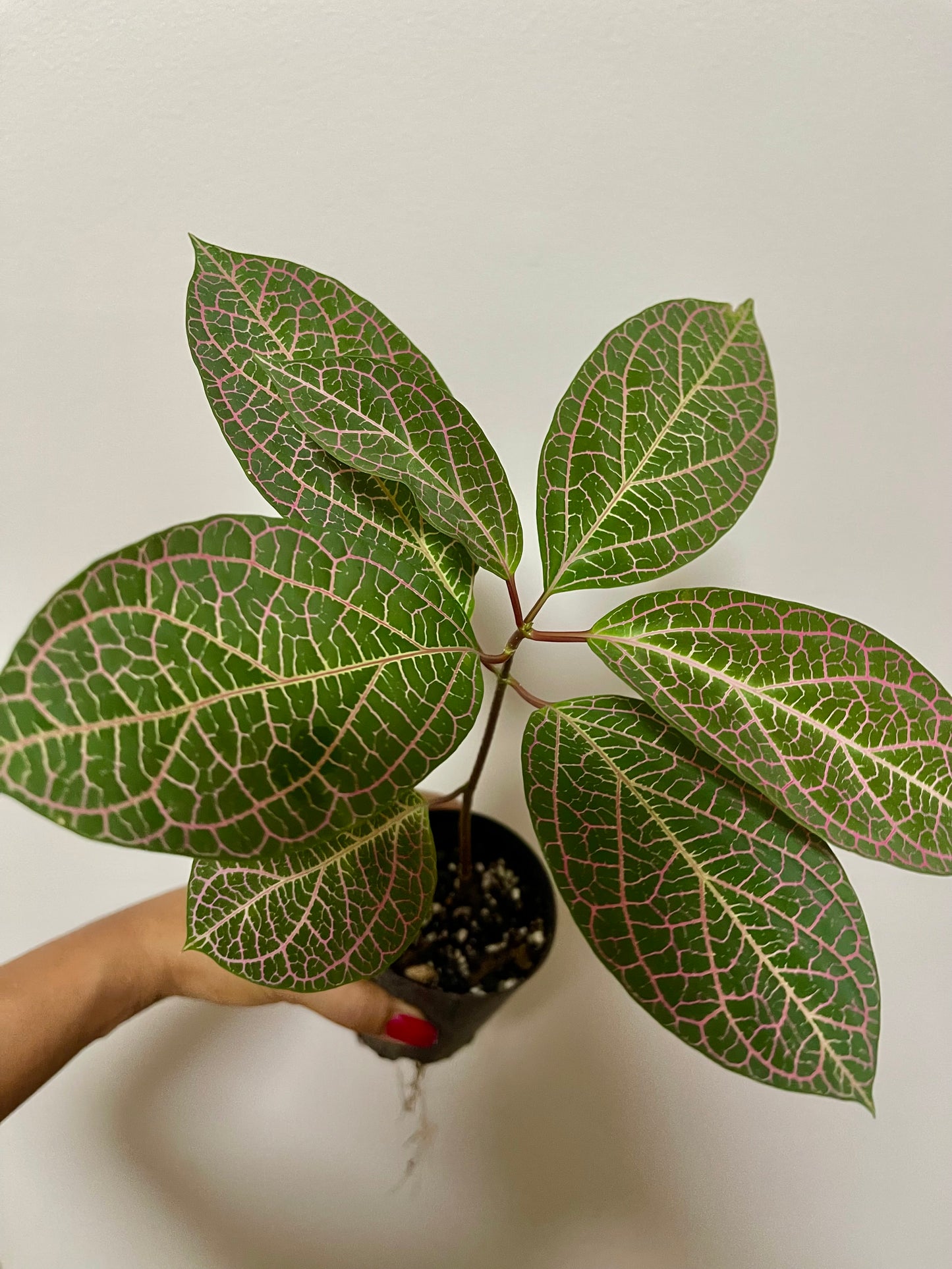 PRESTONIA QUINQUANGUANRIS 🌺