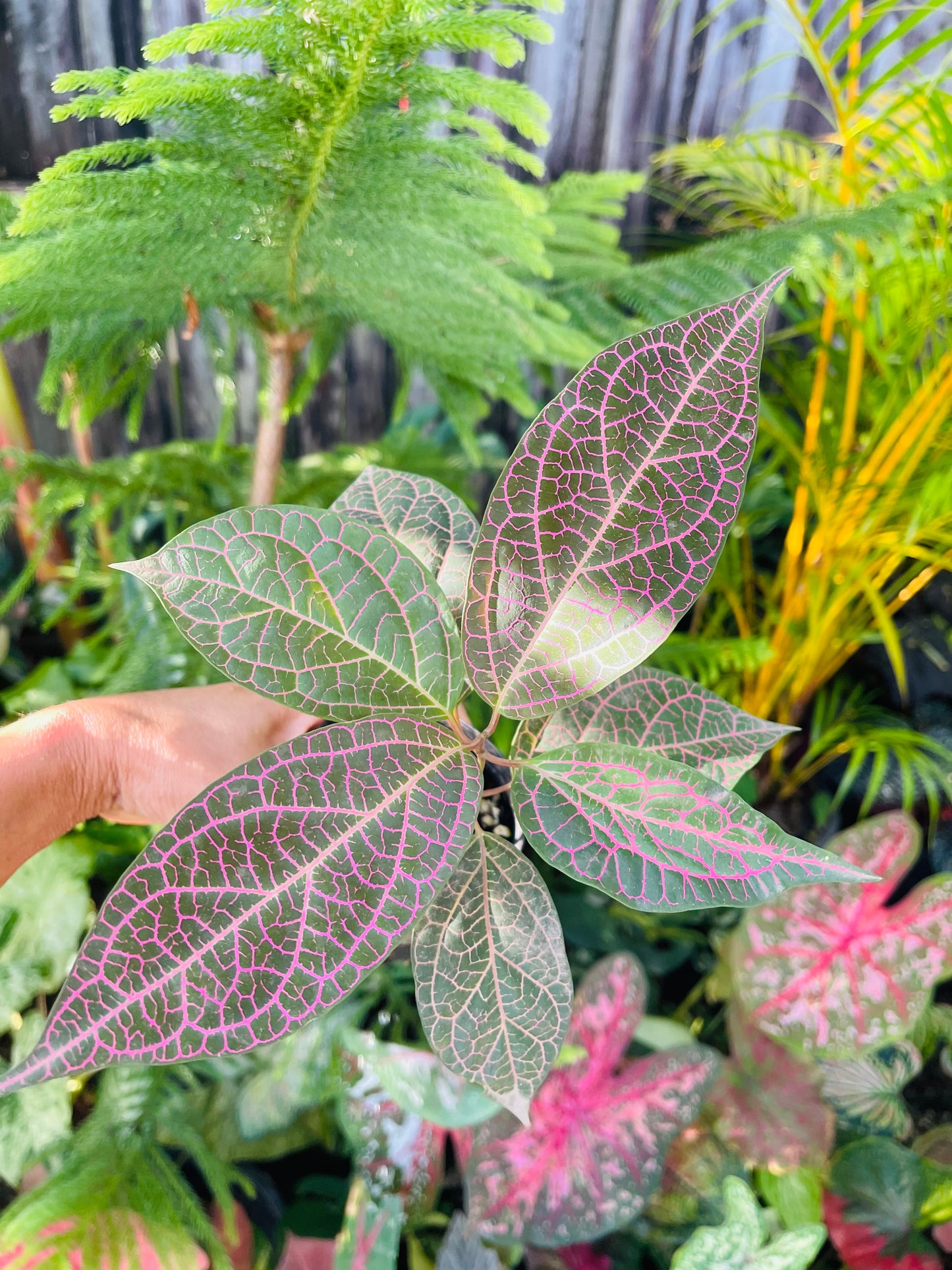 PRESTONIA QUINQUANGUANRIS 🌺