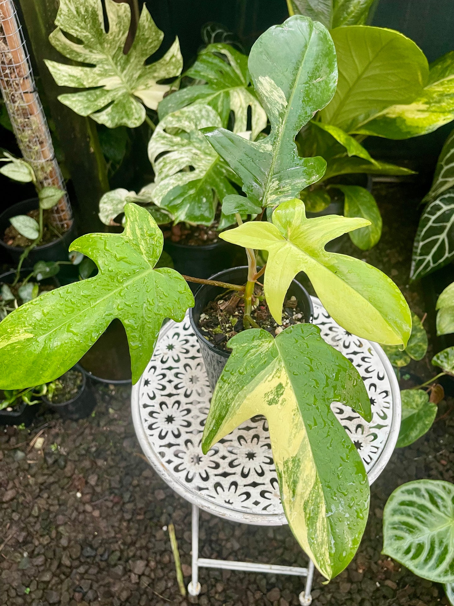 PHILODENDRON FLORIDA BEAUTY HIGH VARIEGATED 🪴
