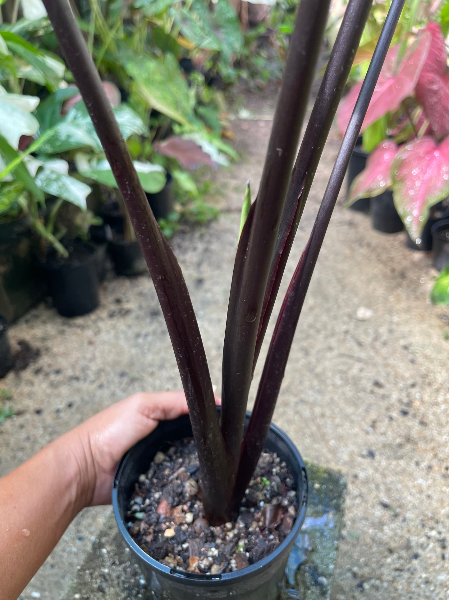 COLOCASIA Daimond head- Large plant 🖤