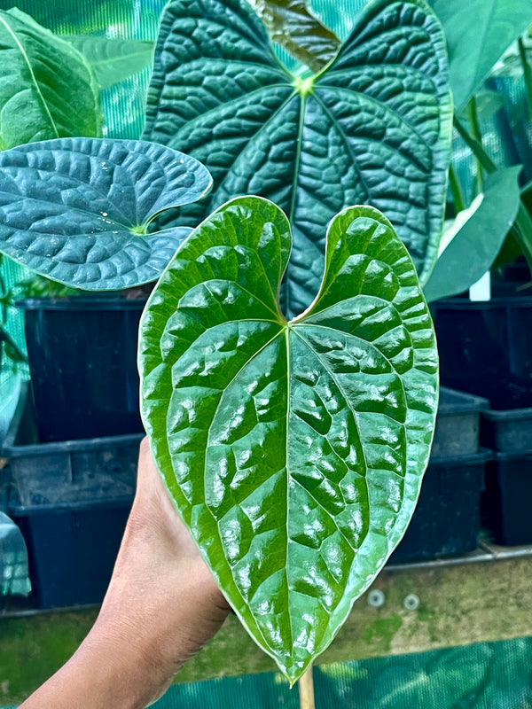 ANTHURIUM LUXURIAN 🪴