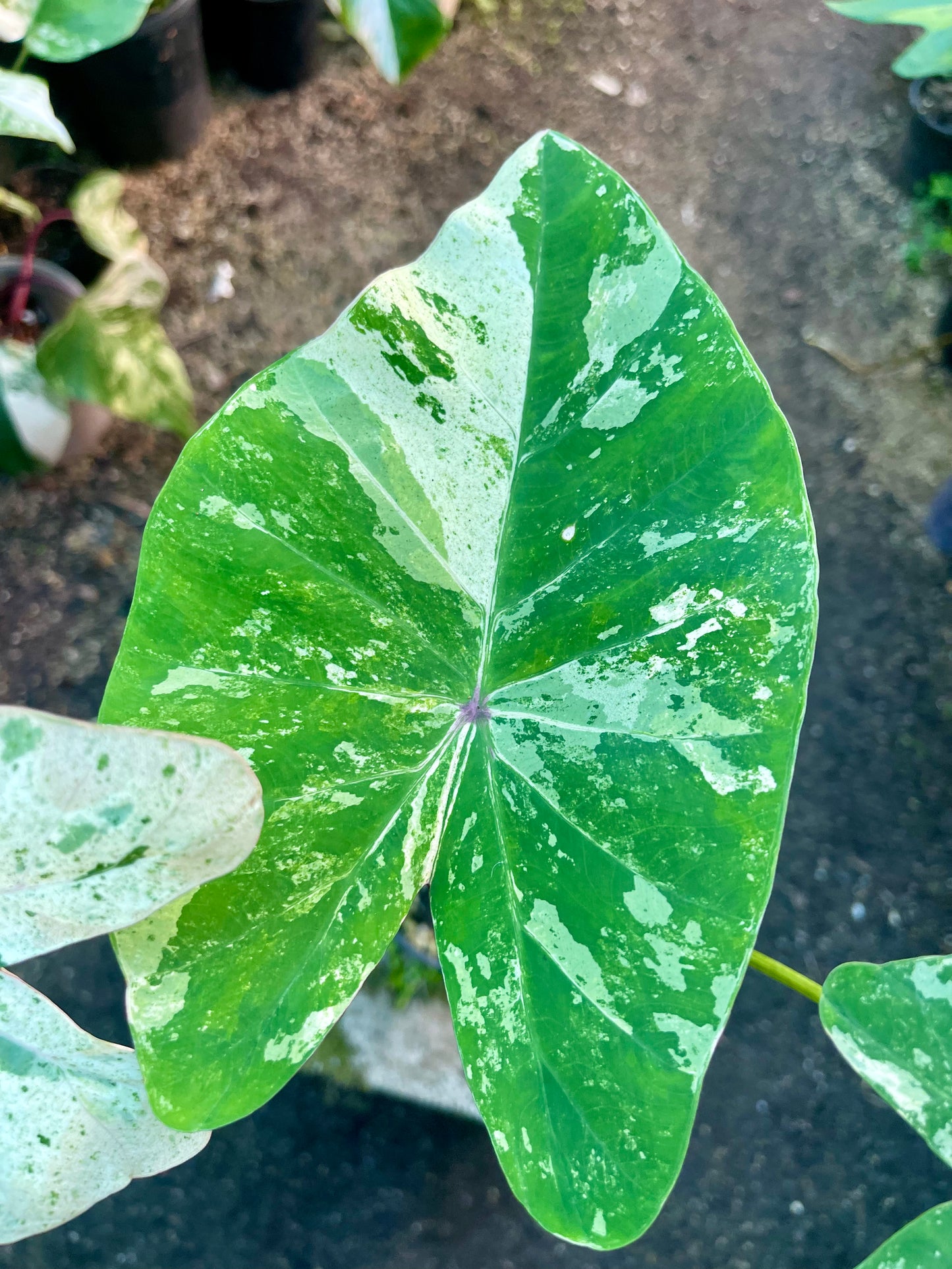 COLOCASIA THOUSANDS STAR ( NEW RELEASE)