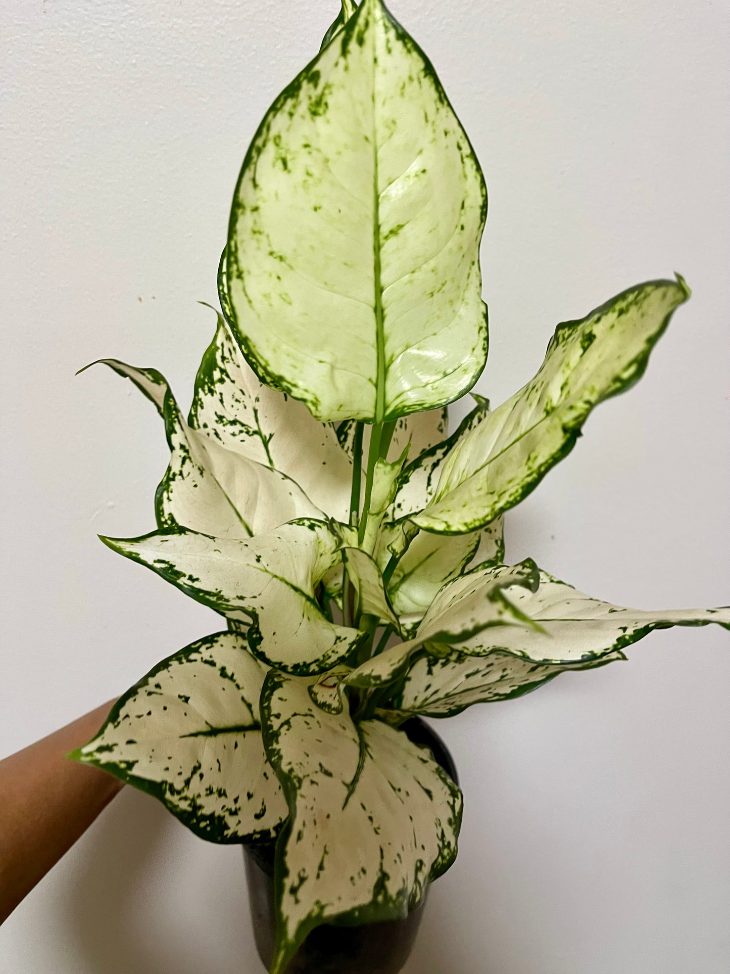 🪴Aglaonema Super white-Big established plant 🪴