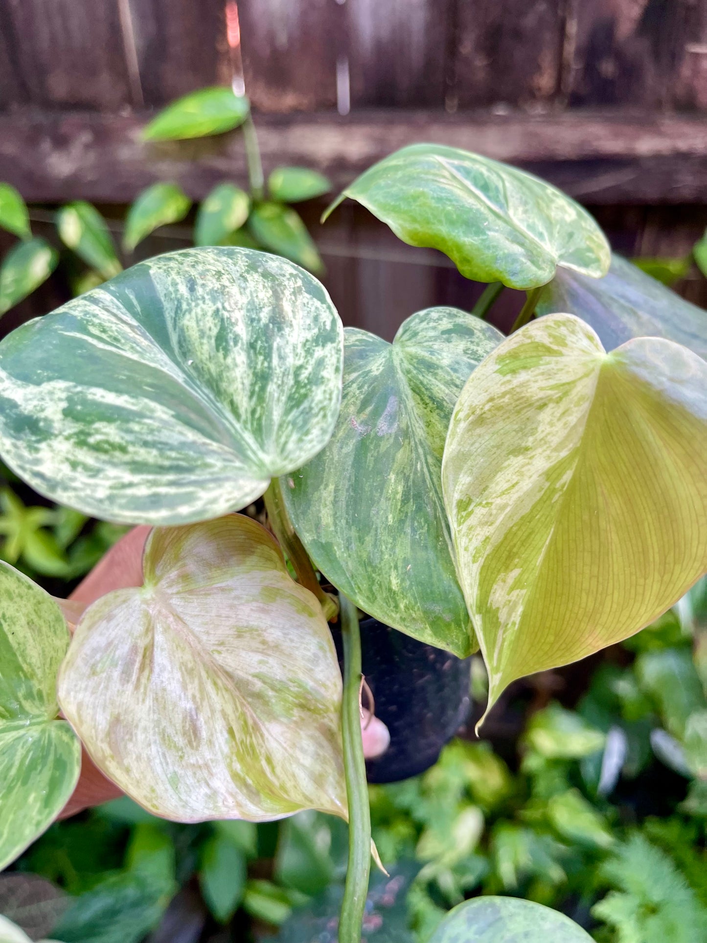 🍀PHILODENDRON VARIEGATED HEART LEAF 🍀