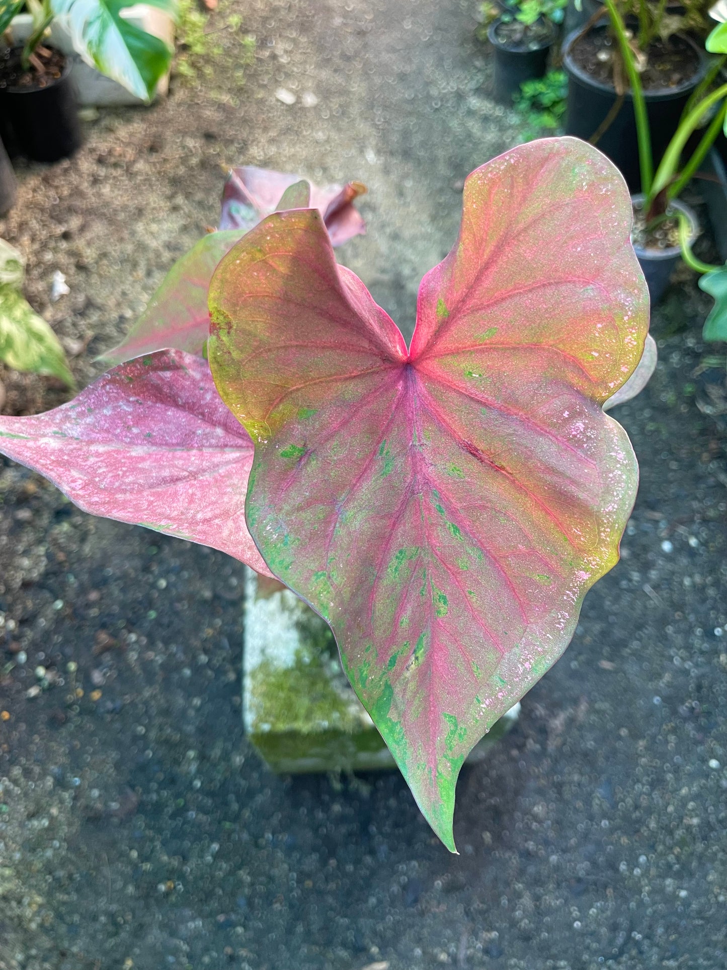 CALADIUM C 01