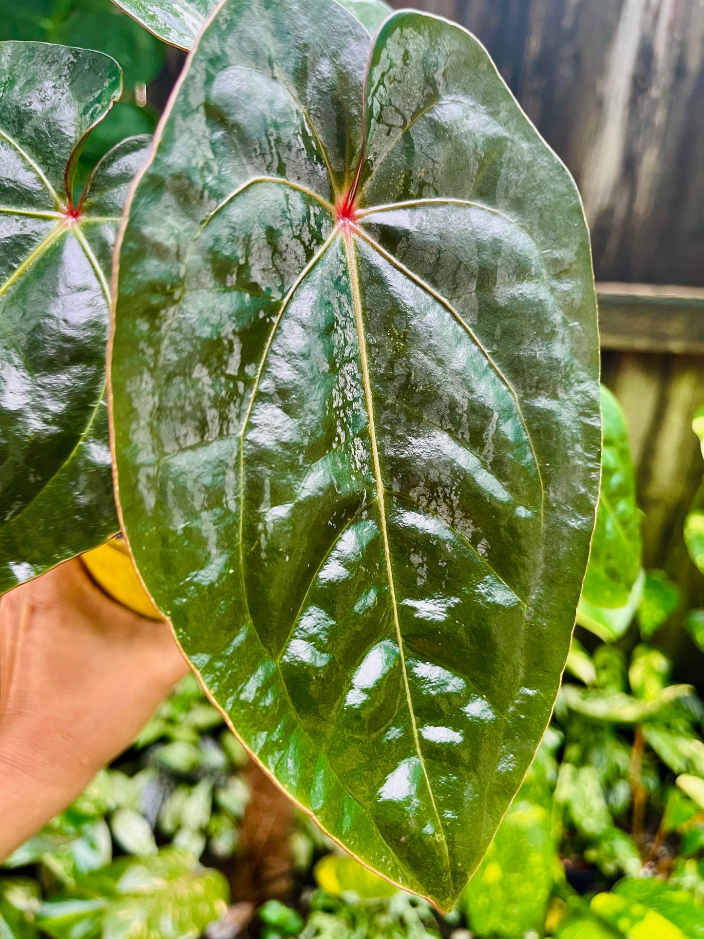 👑 Anthurium Red sinus blood moon ( HOFFMANII) 👑