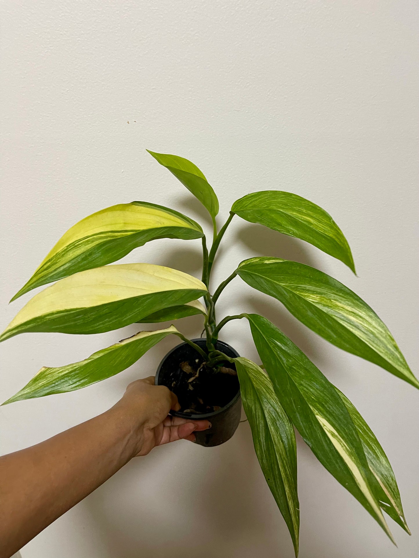 🪴EPIPREMNUM AMPLISSIMUM AUREA🪴