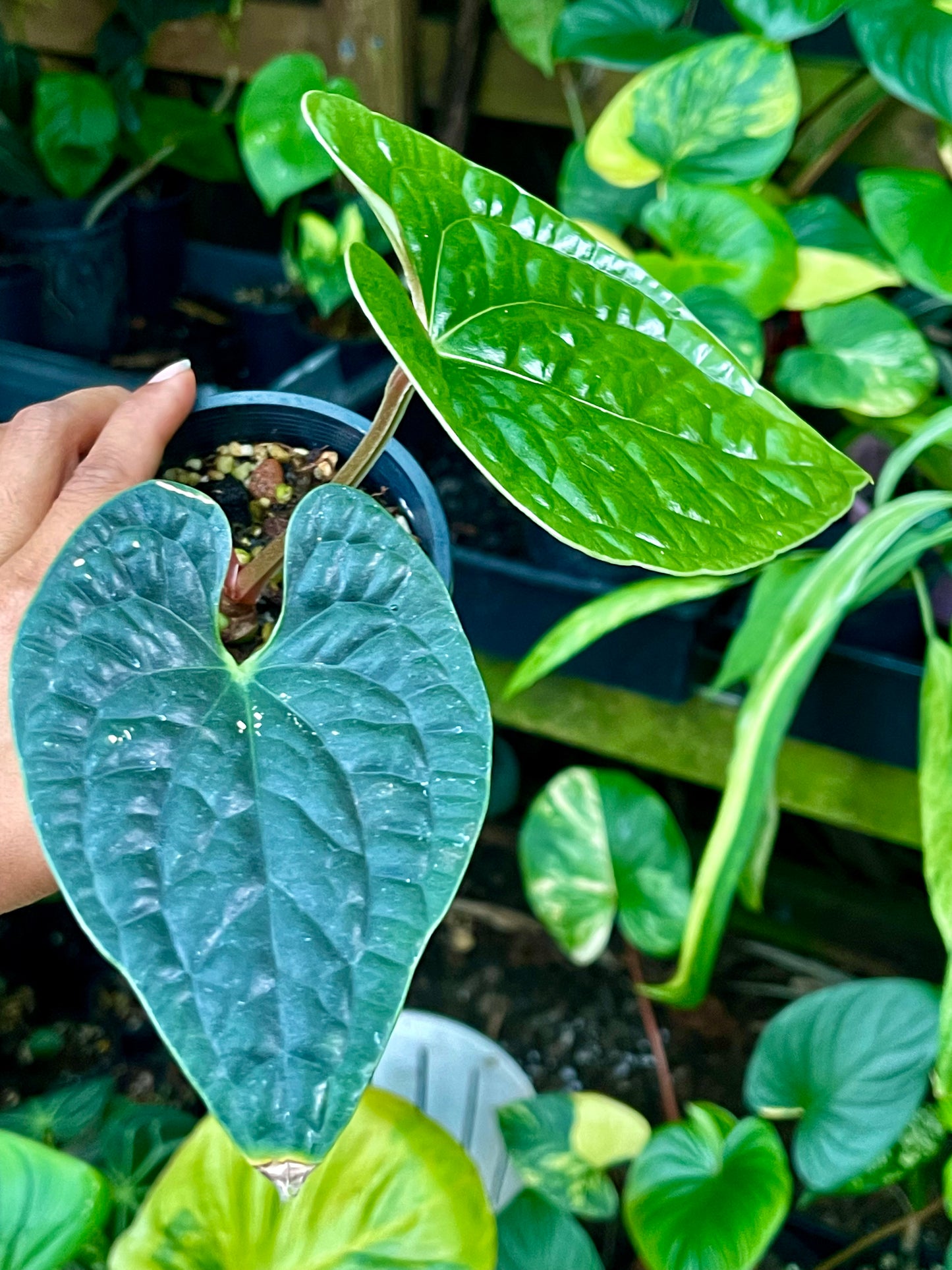 ANTHURIUM LUXURIAN 🪴