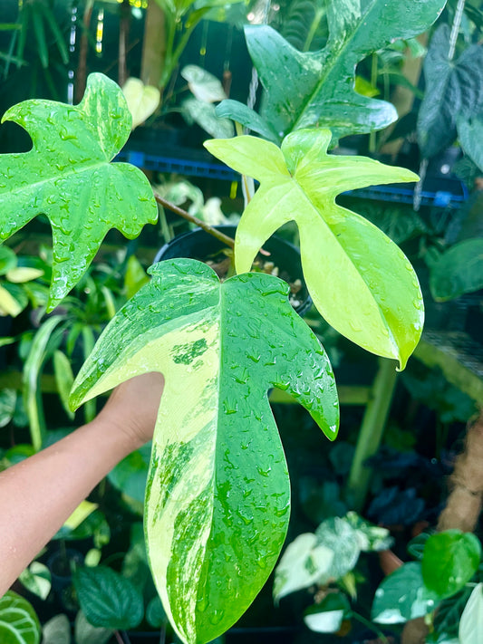 PHILODENDRON FLORIDA BEAUTY HIGH VARIEGATED 🪴