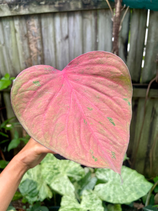 Caladium 04