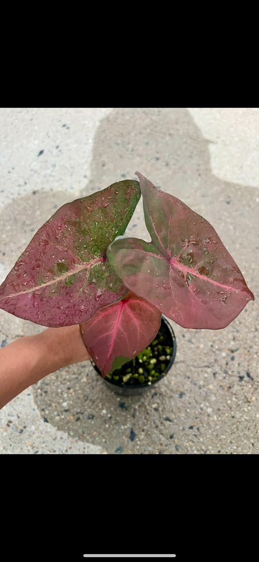 Caladium 05