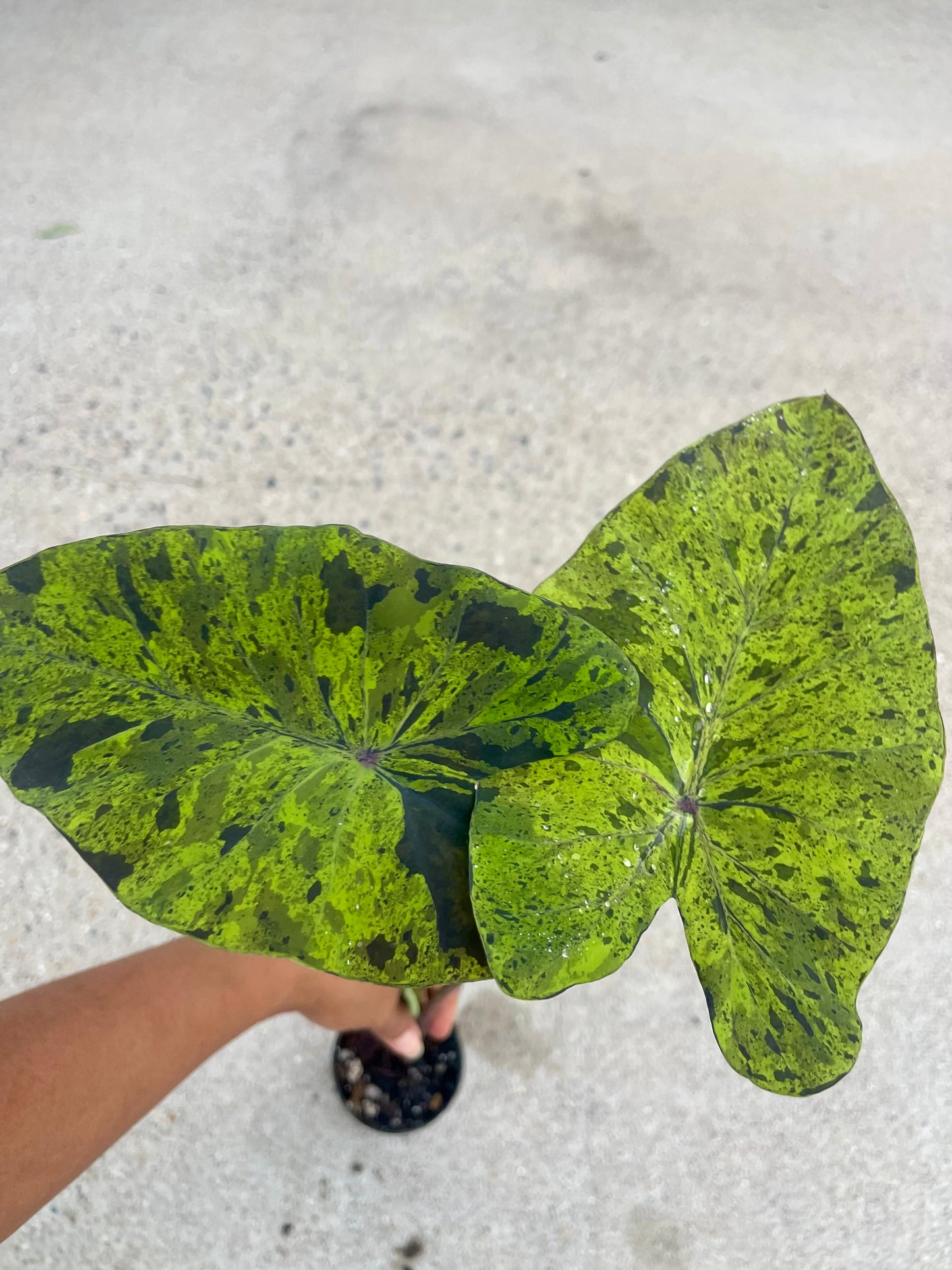 Colocasia mojito