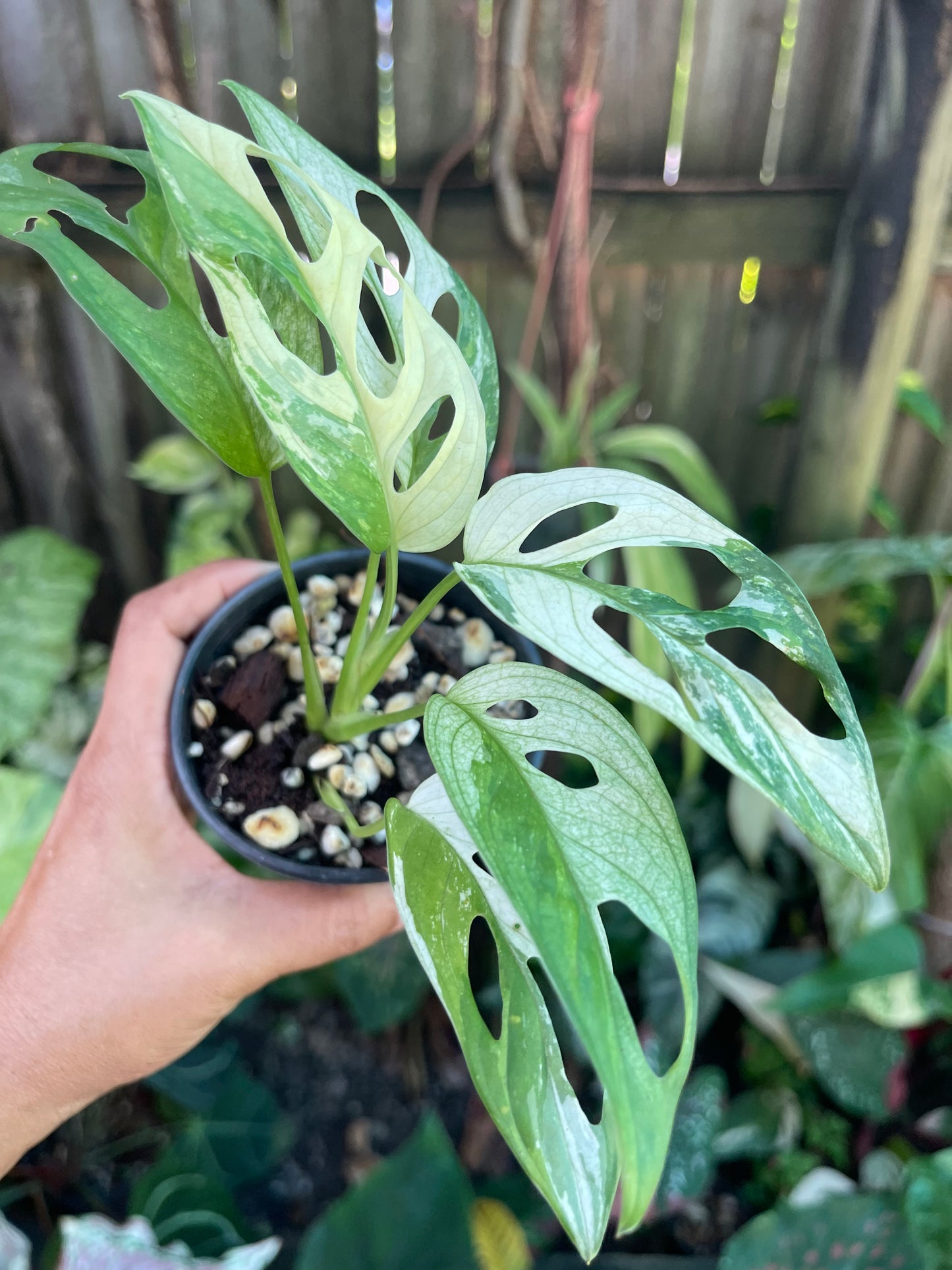 🪴MONSTERA ADANSONII HIGHLY VARIEGATED 🪴