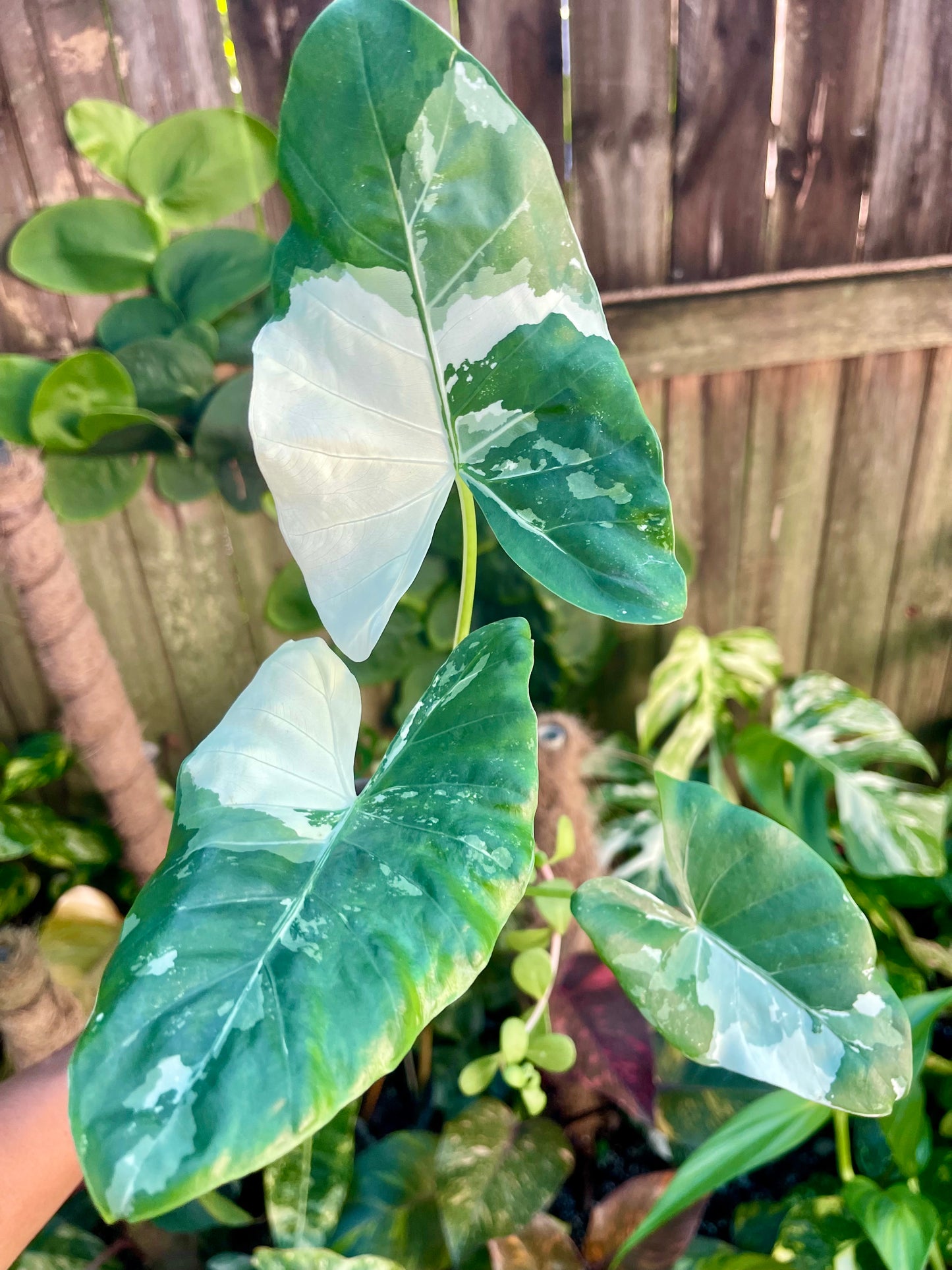 ALOCASIA MACCRORHIZA HIGHLY VARIEGATED~NON TC # plant 1