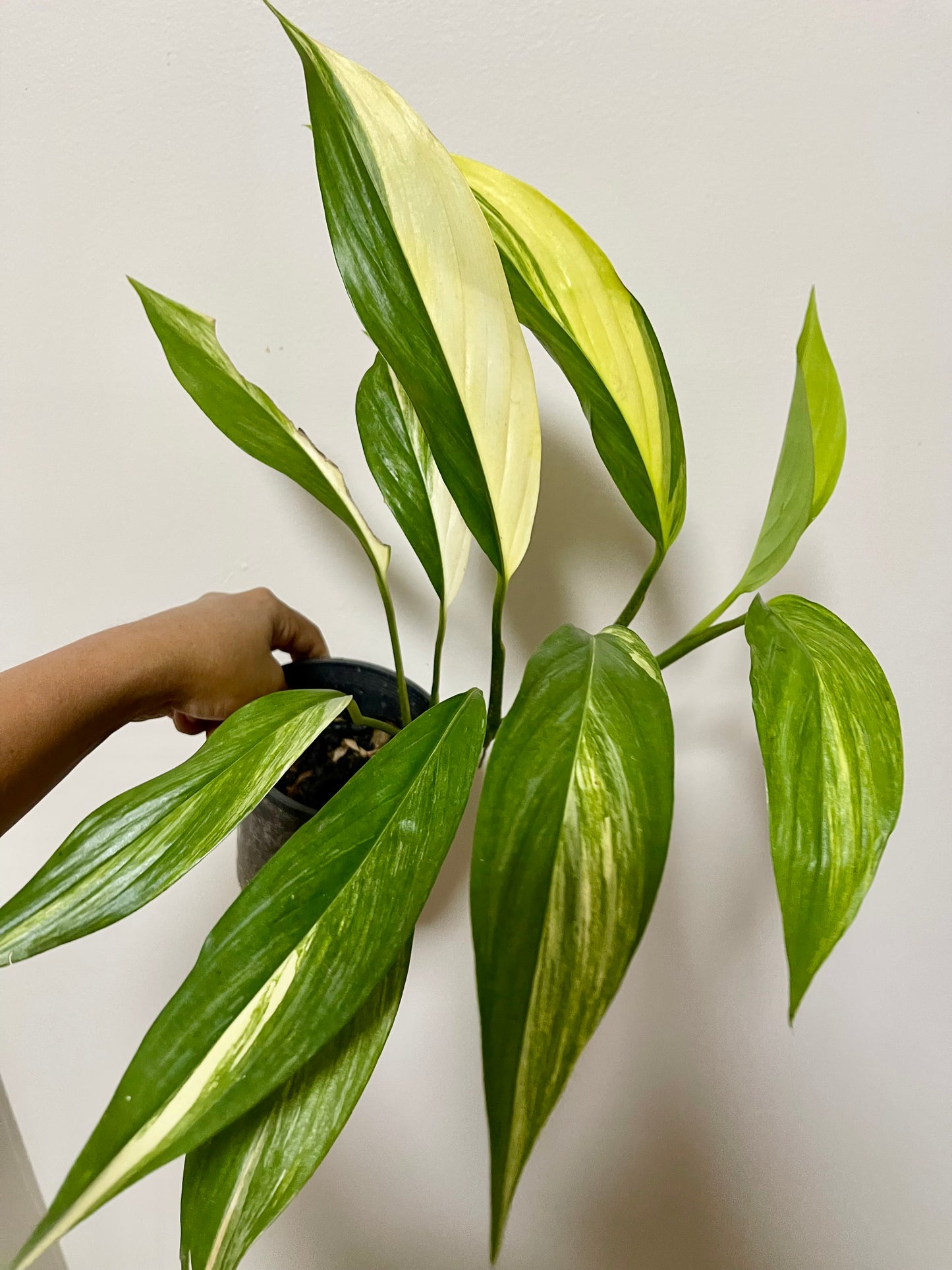 🪴EPIPREMNUM AMPLISSIMUM AUREA🪴