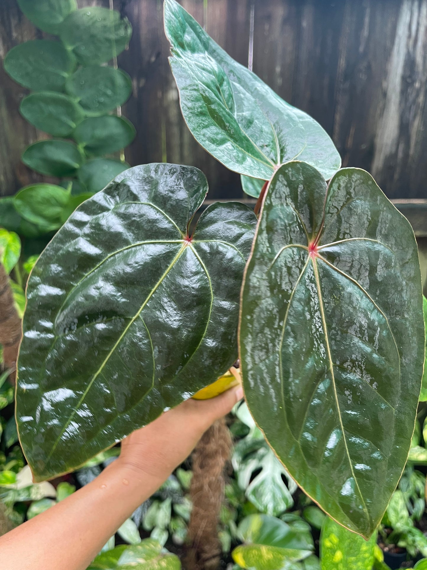 👑 Anthurium Red sinus blood moon ( HOFFMANII) 👑