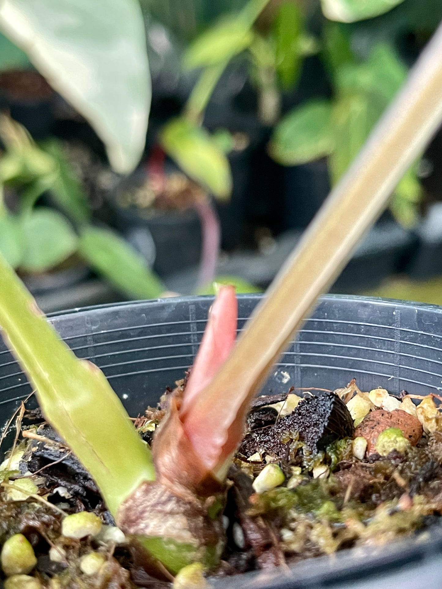 ANTHURIUM LUXURIAN 🪴