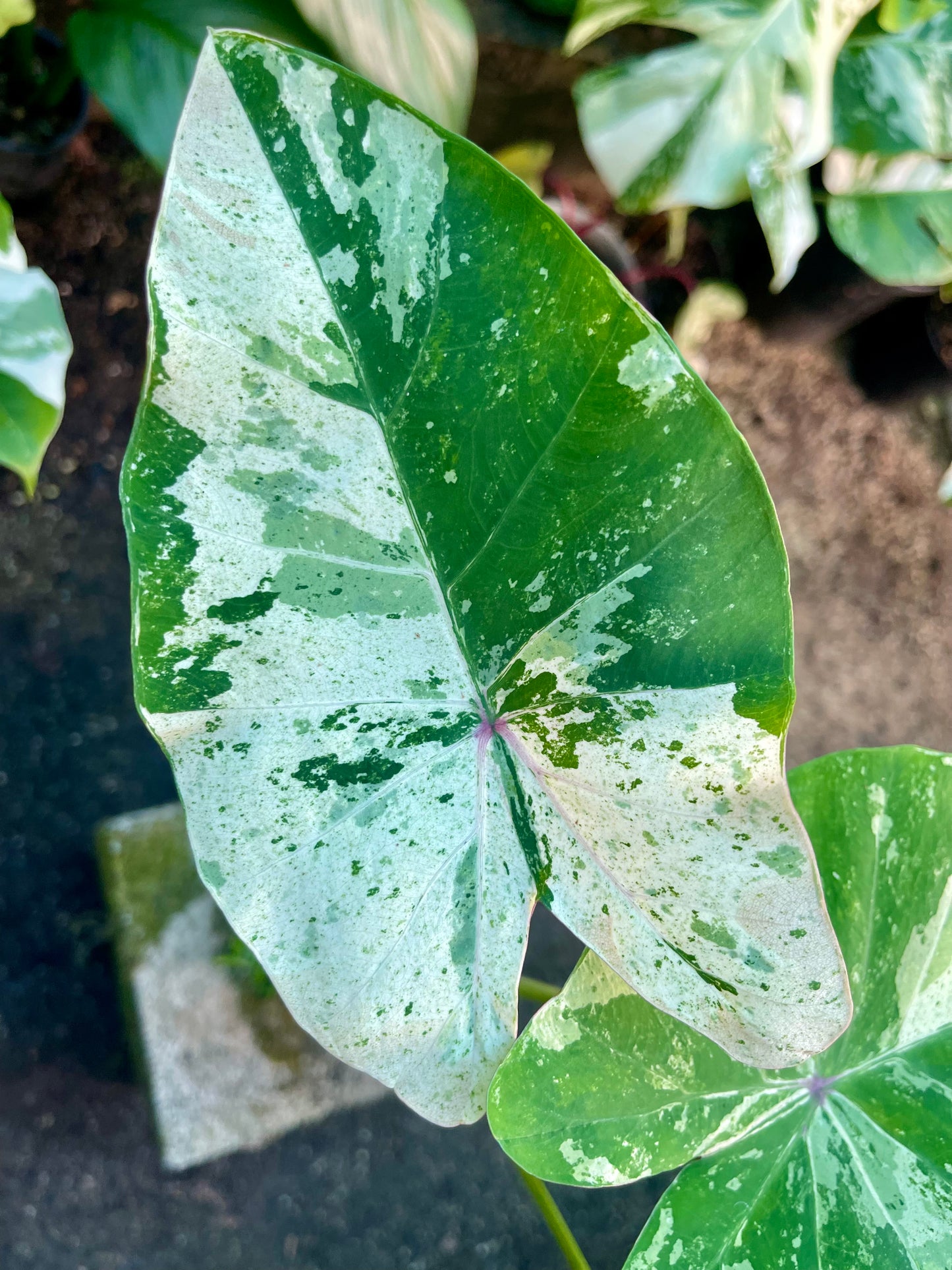 COLOCASIA THOUSANDS STAR ( NEW RELEASE)