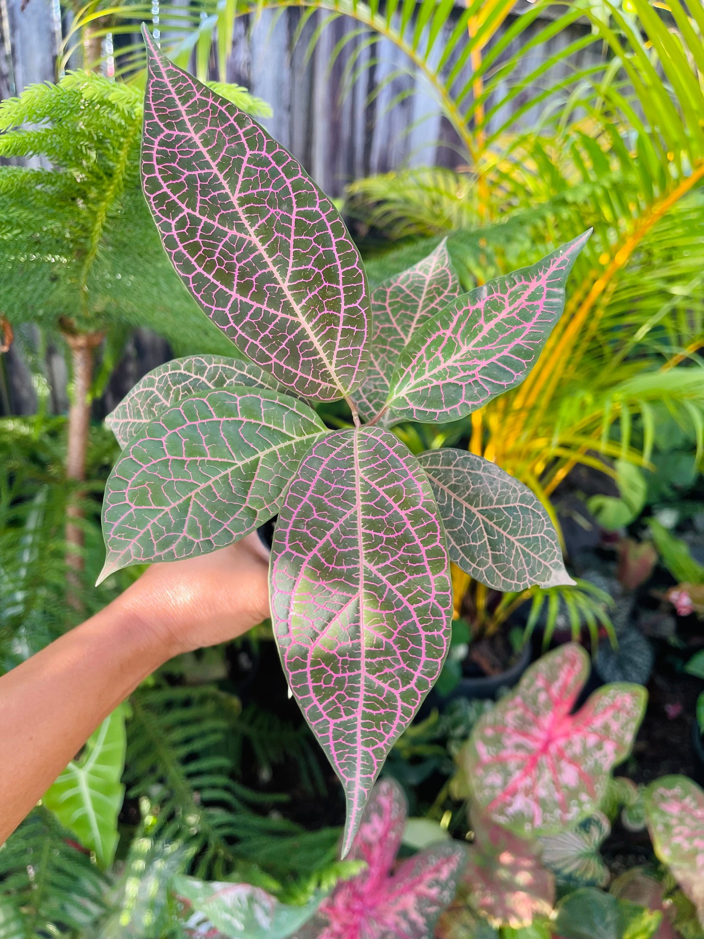 PRESTONIA QUINQUANGUANRIS 🌺