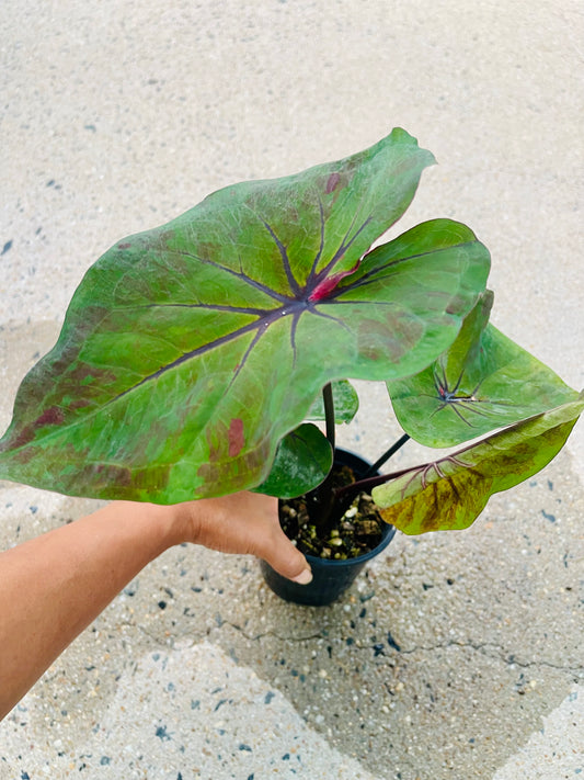 Caladium 03